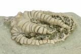 Fossil Crinoid (Barycrinus) - Crawfordsville, Indiana #325650-1